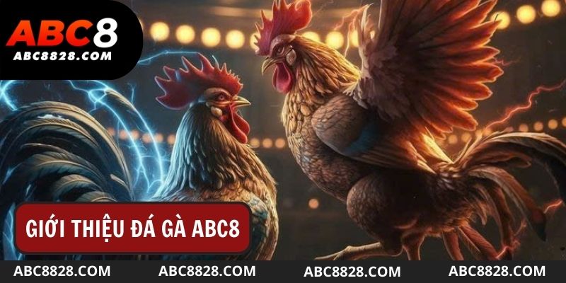 Giới thiệu về đá gà ABC8