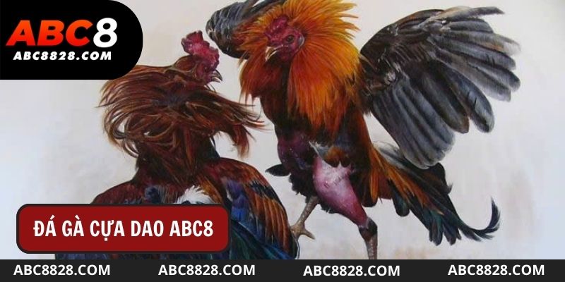 Đá gà cựa dao nhận được sự yêu thích vô cùng lớn tại sân chơi ABC8