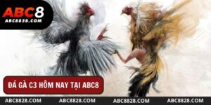 Đá Gà C3 Hôm Nay Tại Nhà Cái ABC8 Có Gì Hấp Dẫn?