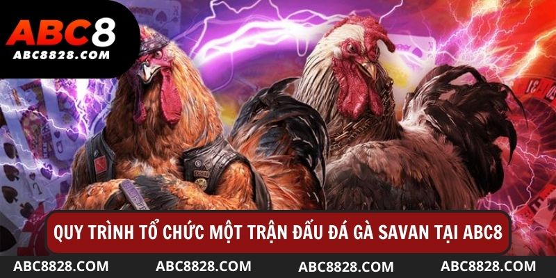 Quy trình tổ chức một trận đấu đá gà Savan tại sàn Abc8